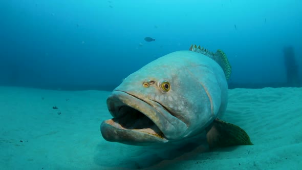 A large friendly fish interacting with a scuba diver