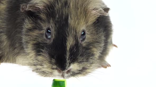 Short-haired Guinea Pig on a White Background in Studio