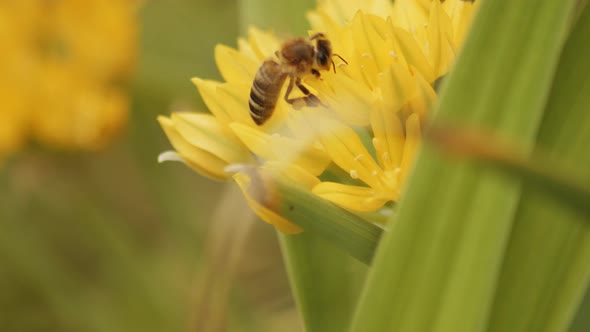 Carniolan Honey Bee Collecting Nectar From A Yellow Flower With Blur Background. - Selective Focus