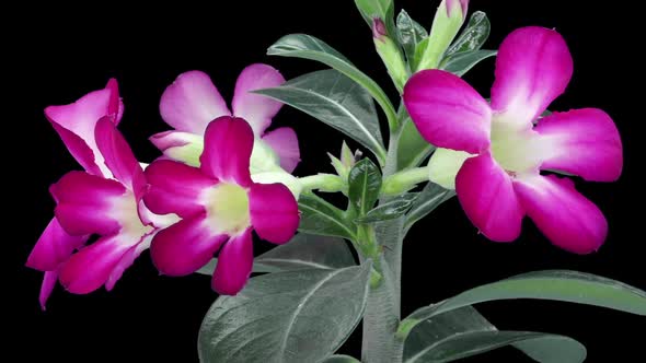 Time-lapse of opening Adenium flower