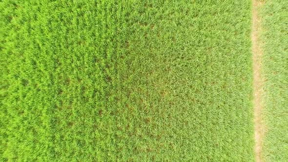 Aerial reveal of crop field showing tractor tyre marks as reveal gets wider. Situated near St Asaph