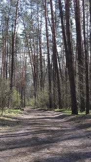 Vertical Video of a Road in the Forest Slow Motion