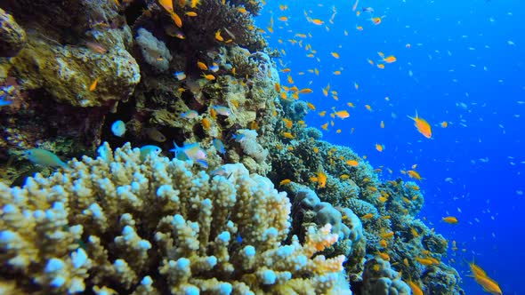 Coral Garden Vibrant Fish