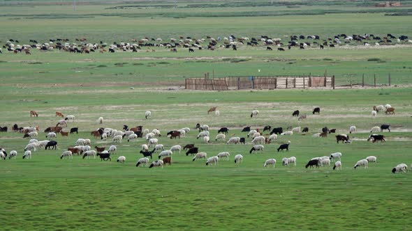 Herd of Sheep and Goats Grazing on Meadow