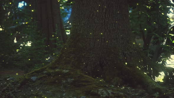 Fantasy Firefly Lights in the Magical Forest