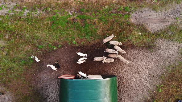 AERIAL: Top View Drone Shot of Sheep Outside Barn