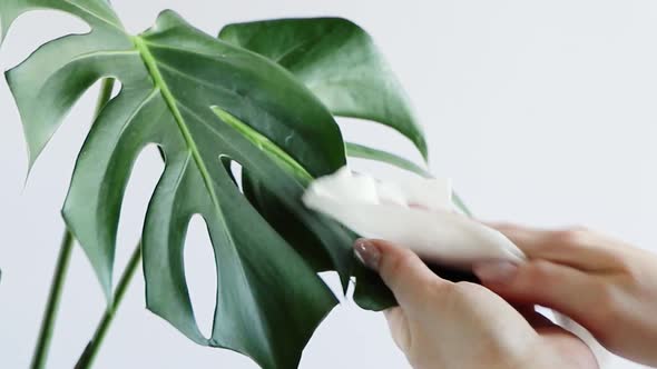 Woman Takes Care of House Plant Monstera