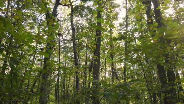 Forest with Trees in an Autumn Day