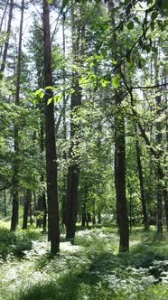 Vertical Video of a Forest with Trees