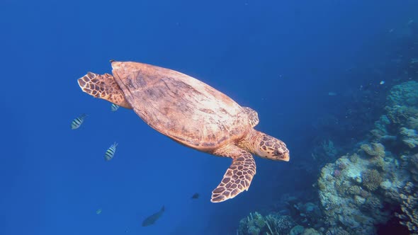 cute green sea turtle (Chelonia mydas)