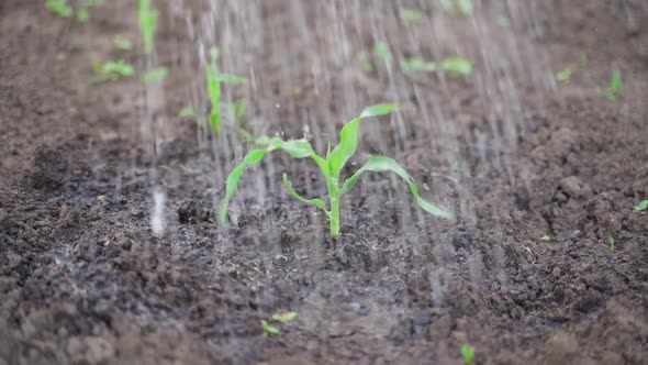 Watering a Fresh Corn Sprout in Slow Motion