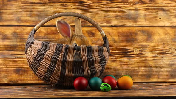 Little Brown Fluffy Cute Rabbit Sits in a Wicker Basket with Multicolored Assorted Easter Eggs on a