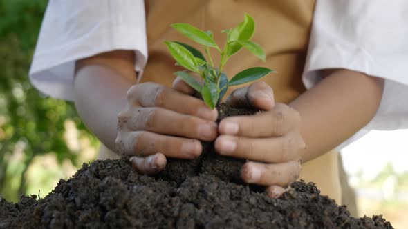 Close-up hand using shovel to plant trees in soil