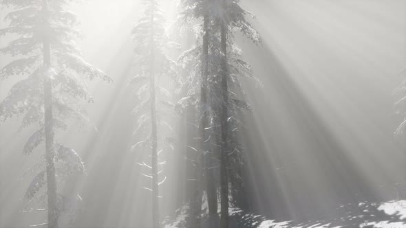 Misty Fog in Pine Forest on Mountain Slopes alt