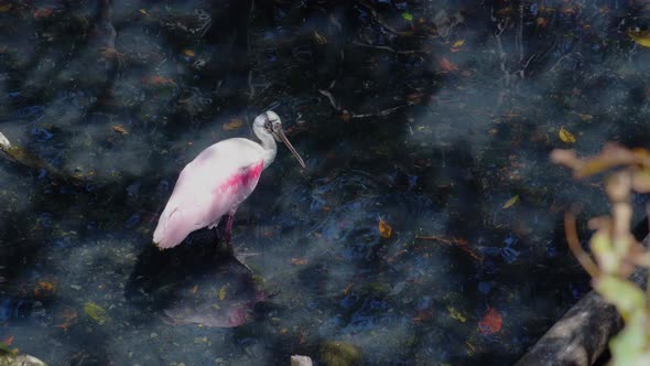 Roseate Spoonbill Platalea Ajaja Wading in Water