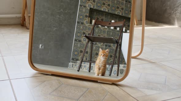 Cute Ginger Kitten Sitting on the Floor on the Laminate