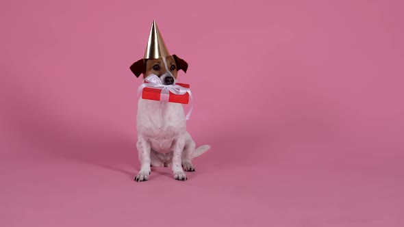 Jack Russell Wearing a Birthday Cap on His Head Sits with a Gift Box in His Teeth Then Puts the Gift