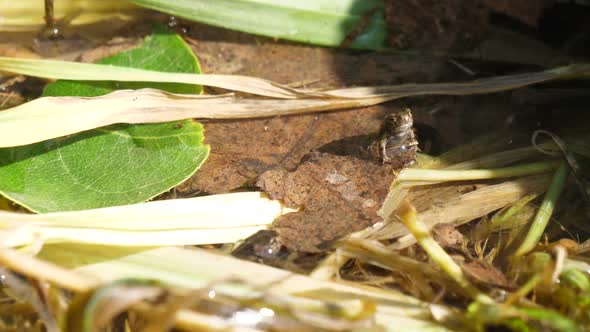 Wild Frog in its Natural Wet Habitat 