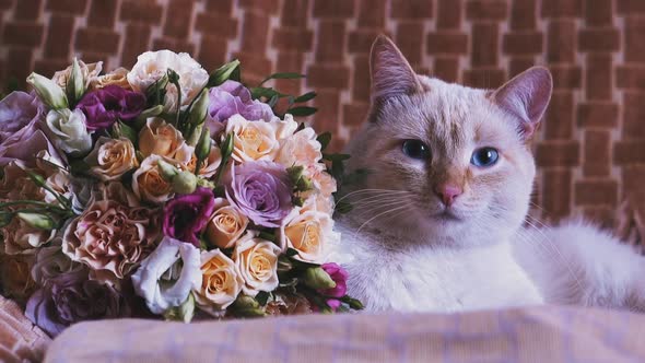 Cute Cat with Blue Eyes Lies Near Beautiful Bouquet on Chair