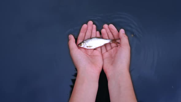 Small fish on man's palms over blue water background. Hands let down fish into the water