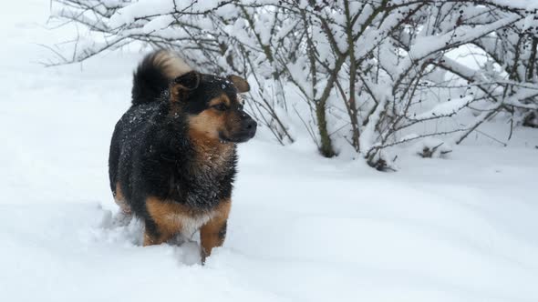 Funny Dog Walk in the Winter Day