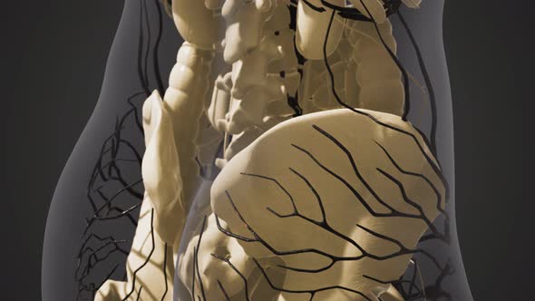 Science Anatomy of Human Blood Vessels alt