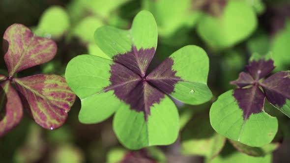 a close-up of four-leaf clovers with small droplets of water on them.