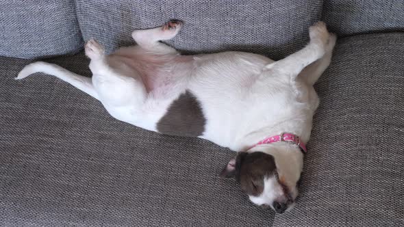 Dog Relaxing On Sofa At Home.