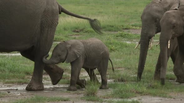 African Elephant (Loxodonta africana)  family walking in line over the grasslands, Amboseli N.P. Ken