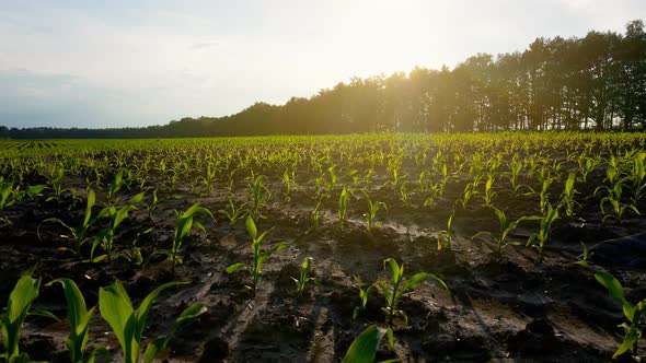 A Field with Young Corn Shoots at Sunset