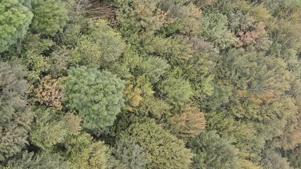 Vertical Video Aerial View of Trees in the Forest