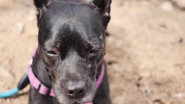 Pitiful dirty little black dog lays in the dirt