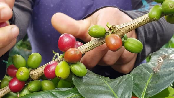 Coffee Farmer in Colombia Mountain