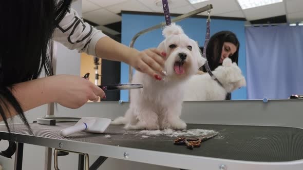 Close-up Doctor Veterinary Clinic Cuts Scissors Bichon Bolognese. Vet Clinic.