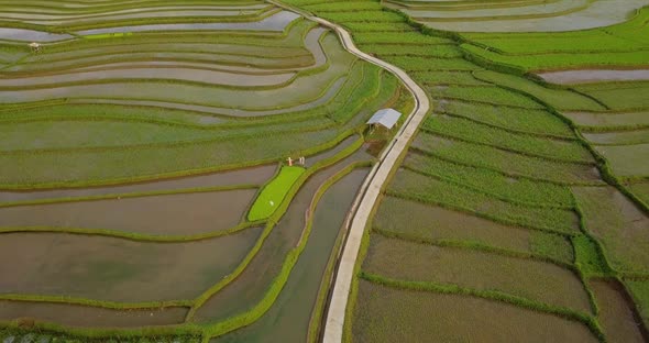 Tonoboyo watery rice field in central Java, Indonesia. Terraced Rice field, Asian countryside. Aeria