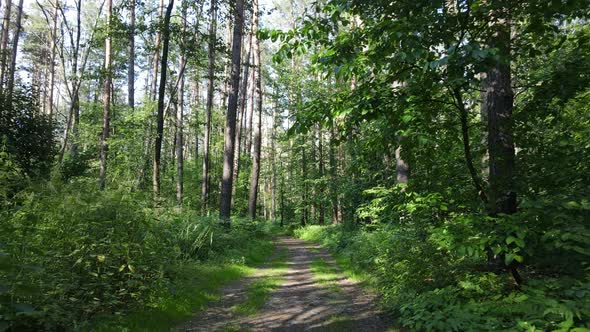 Beautiful Green Forest on a Summer Day Slow Motion