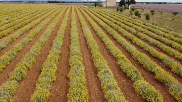 Helichrysum Italicum Plantation Agriculture