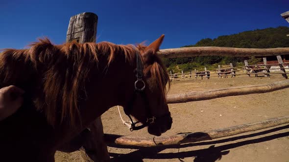 Cuddling horse with saddle on farm, shot from point of view