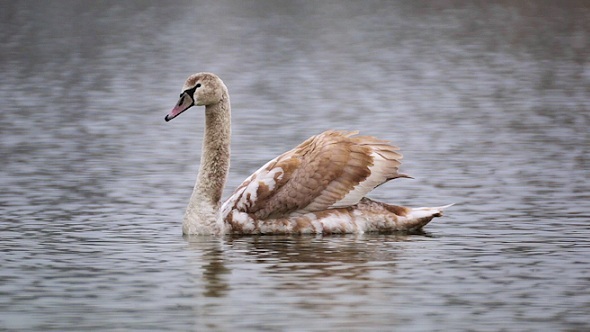Brown Swan