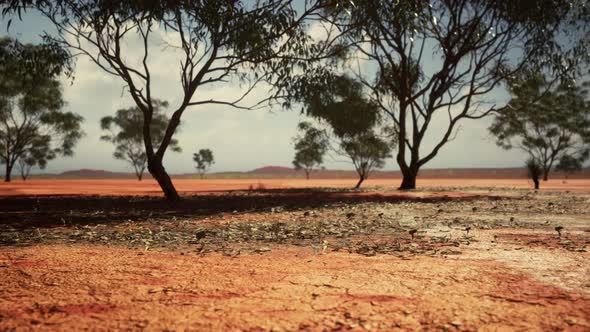 Badly Cracked Earth Under a Scorching Sun