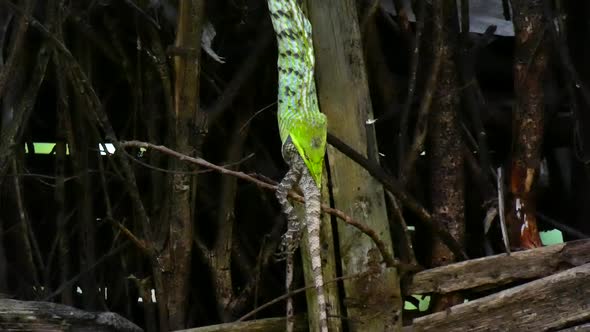 Snake Eating Lizard ...