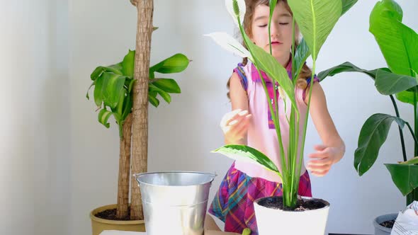 Girl transplants a potted houseplant into a new soil with drainage. Spathiphyllum sensation, potted