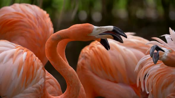 Flamingos Fighting Each Other with Their Beaks. Three Orange and White Feathered Birds Turning Their