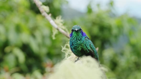 Costa Rica Birds, Lesser Violetear Hummingbird (colibri cyanotus) Perched Perching on Branch and Tak