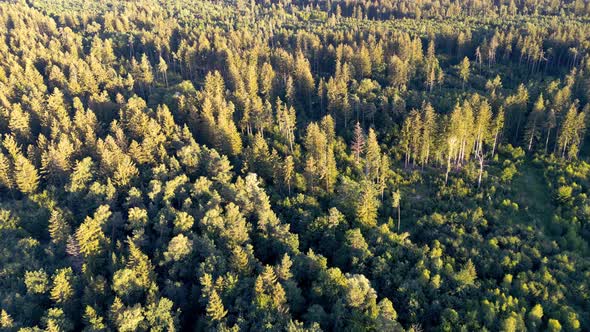 Drone flies over bavarian forest. sunset shines on trees. Aerial view of dense forest in germany, eu