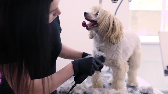 Dog In Pet Grooming Salon Getting Hair Cut With Trimmer