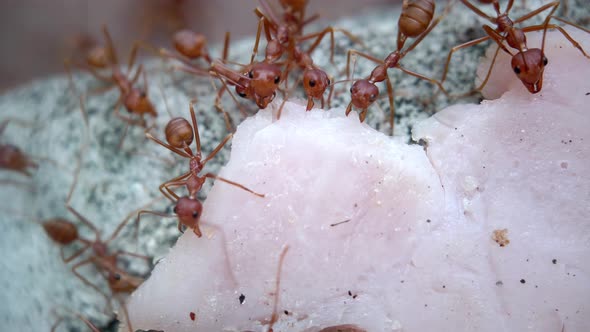 A Colony of Ants Carry a Piece of Ham Up the Fence Along the Wall to the Anthill Scurry Move Around