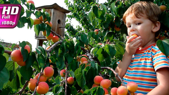 Boy and Apricot