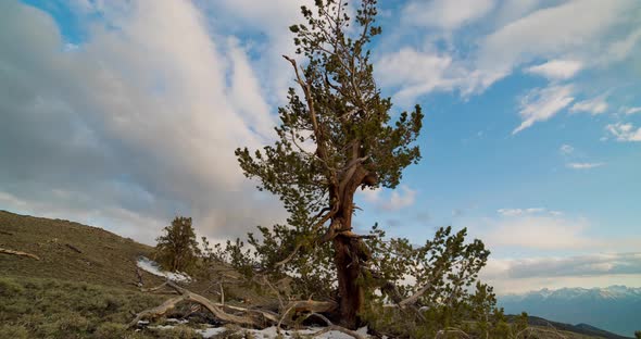 Time lapse of the clouds moving behind a Bristlecone Pine Tree