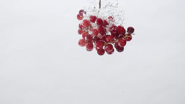 Ripe Rose Grapes with Water in Aquarium on a White Background Design Concept